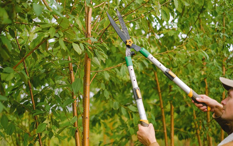 Tree trimming in Littleton, CO